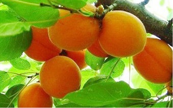 鳳崗工廠食堂承包 鳳崗工廠食堂承包